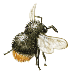 bee