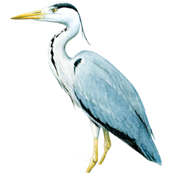 heron