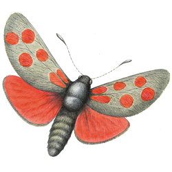 moth