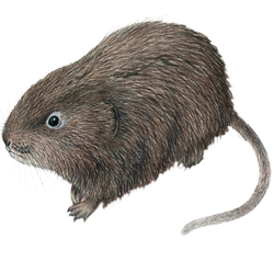 vole