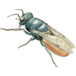 wasp